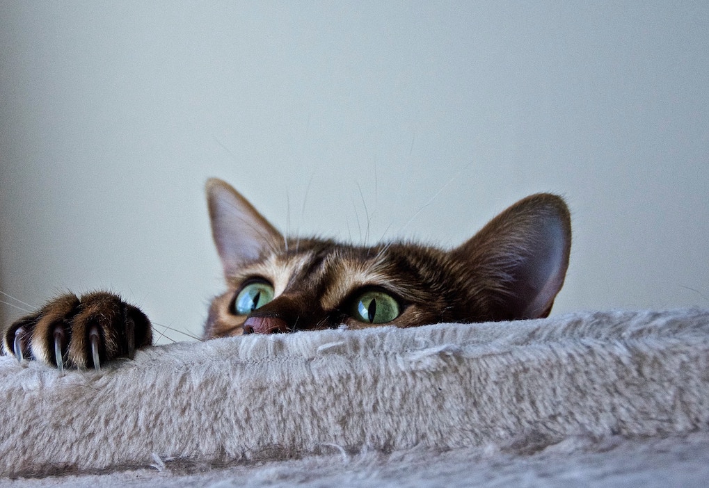 Katze versteckt sich und sieht hinter einem Objekt hervor