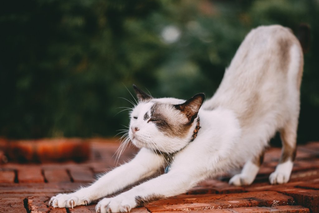 Weiß-braune Katze streckt sich und setzt dabei ihre Krallen ein