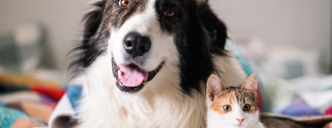 Katze und Hund zusammen auf einem Bett