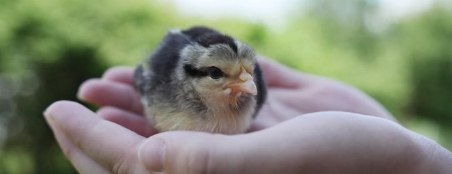 Mensch hält Küken in Händen