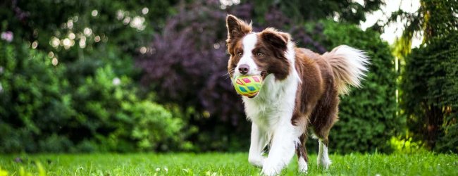 chien brun et blanc courant dans un jardin avec une balle dans la geule