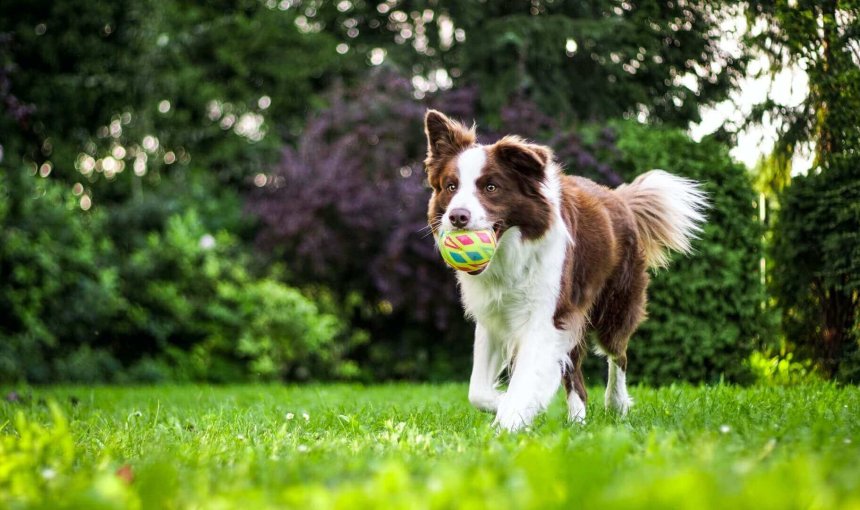 chien brun et blanc courant dans un jardin avec une balle dans la geule