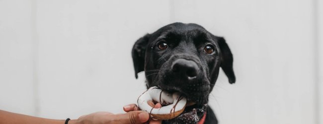 bras d'une personne donnant un donut à manger à un chien noir