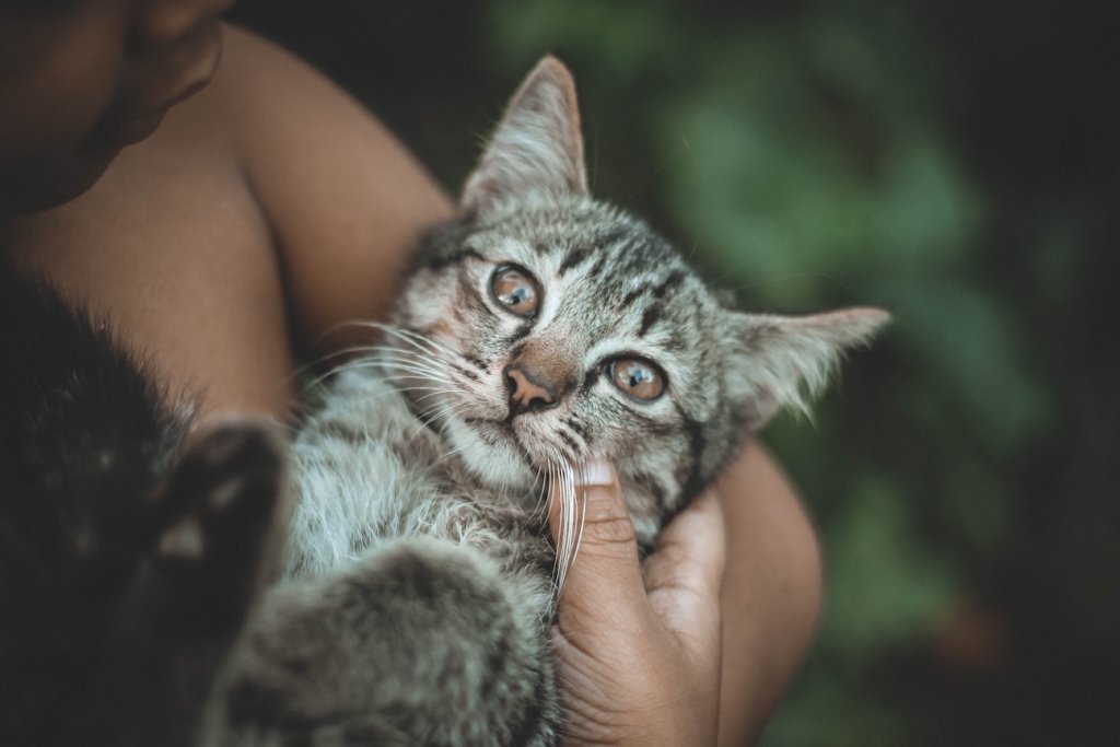 Katze wird von Frau im Arm gehalten