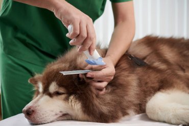 A dog getting their fur trimmed at the vet's