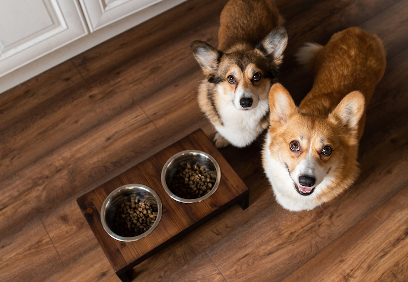 Corgis stehen neben Futterschüsseln und schauen nach oben