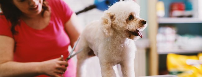 A woman clipping a dog's fur with scissors