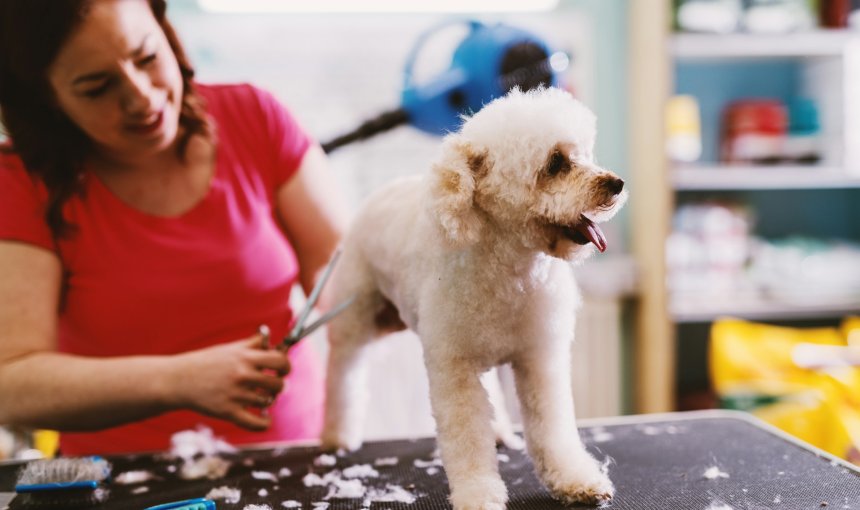 A woman clipping a dog's fur with scissors