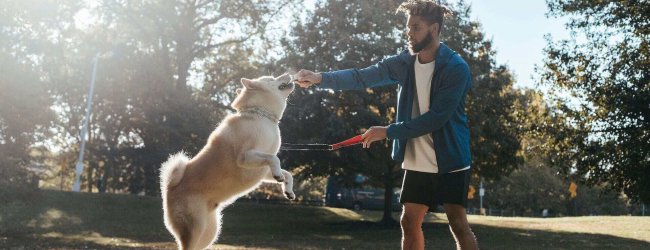 jeune homme dans un champ au soleil tenant son chien en laisse lors de l'éducation au clicker