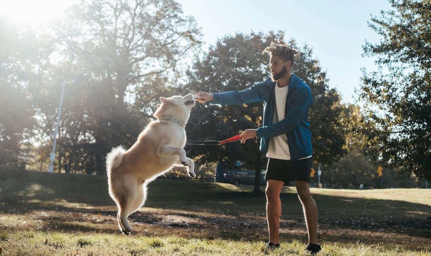 jeune homme dans un champ au soleil tenant son chien en laisse lors de l'éducation au clicker