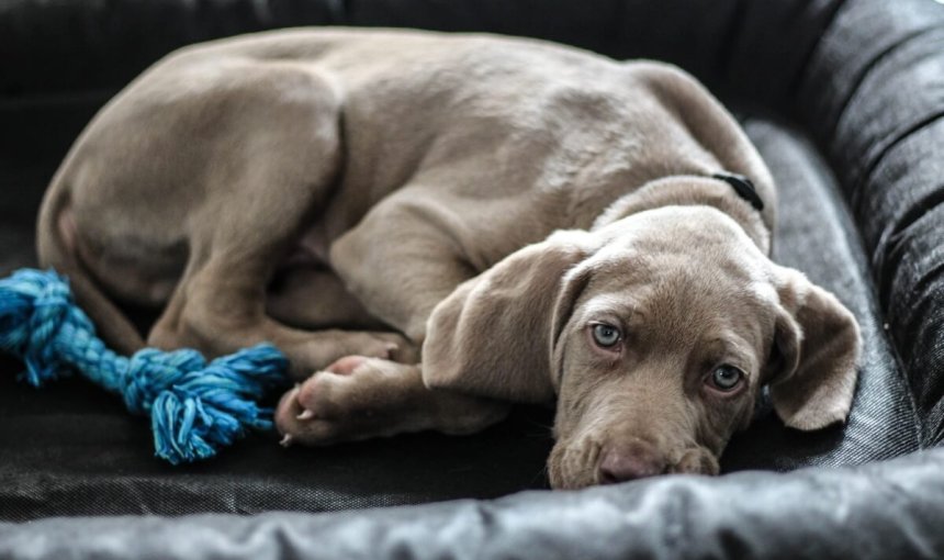 A dog trying to sleep in their basket