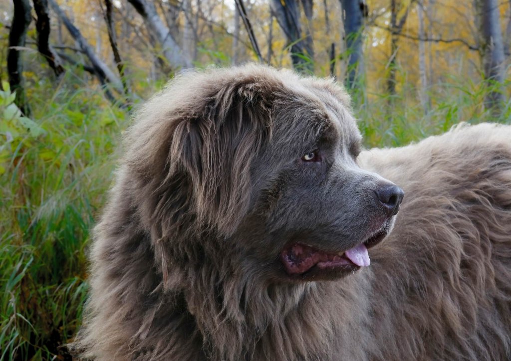 A Newfoundland dog relaxes in a forested area