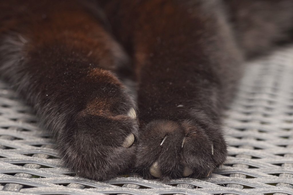 Pfoten einer schwarzen Katze