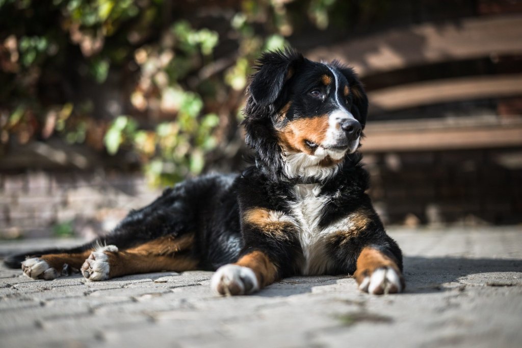 A Bernese mountain dog sitting by a tree