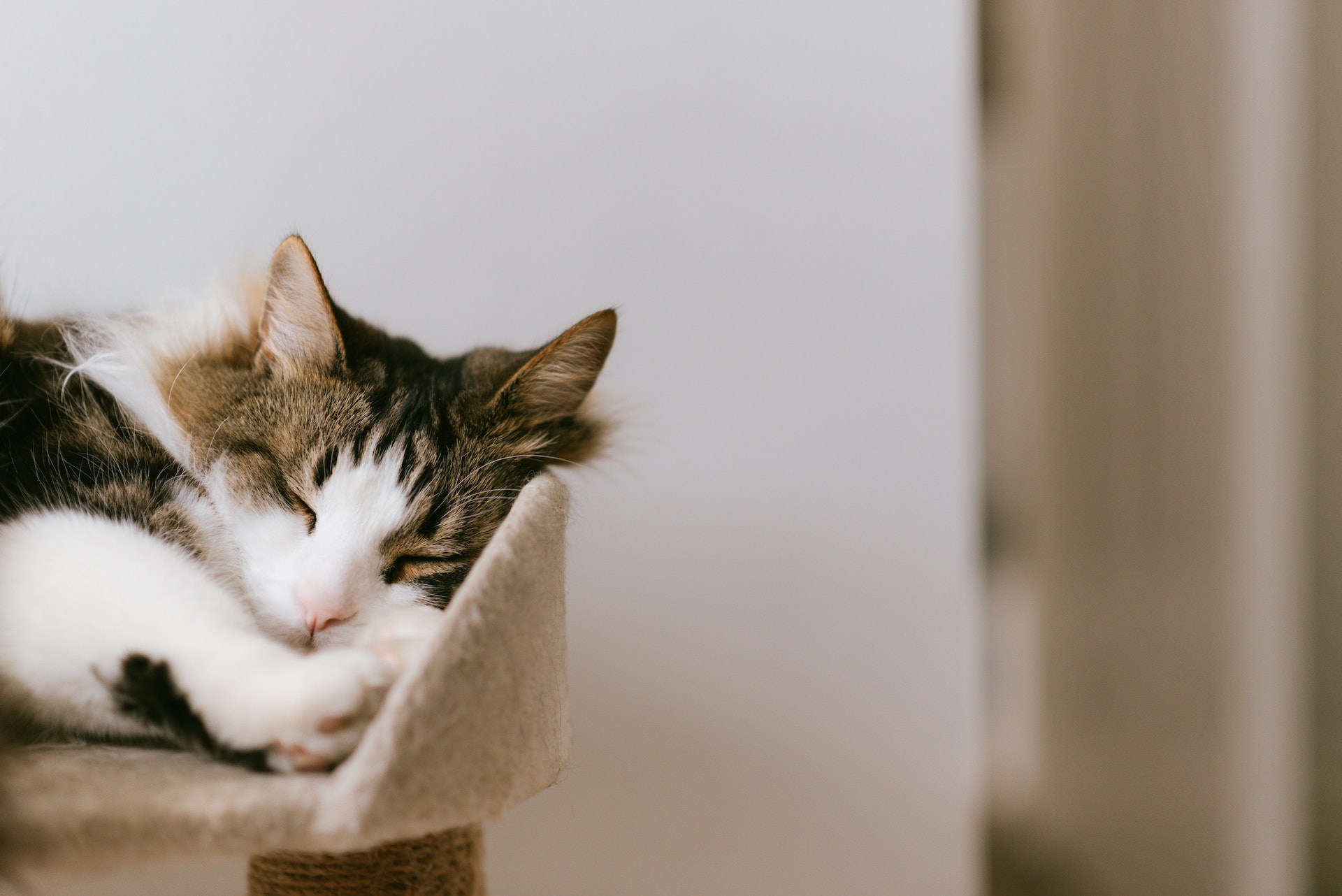 Un gato durmiendo en un rascador