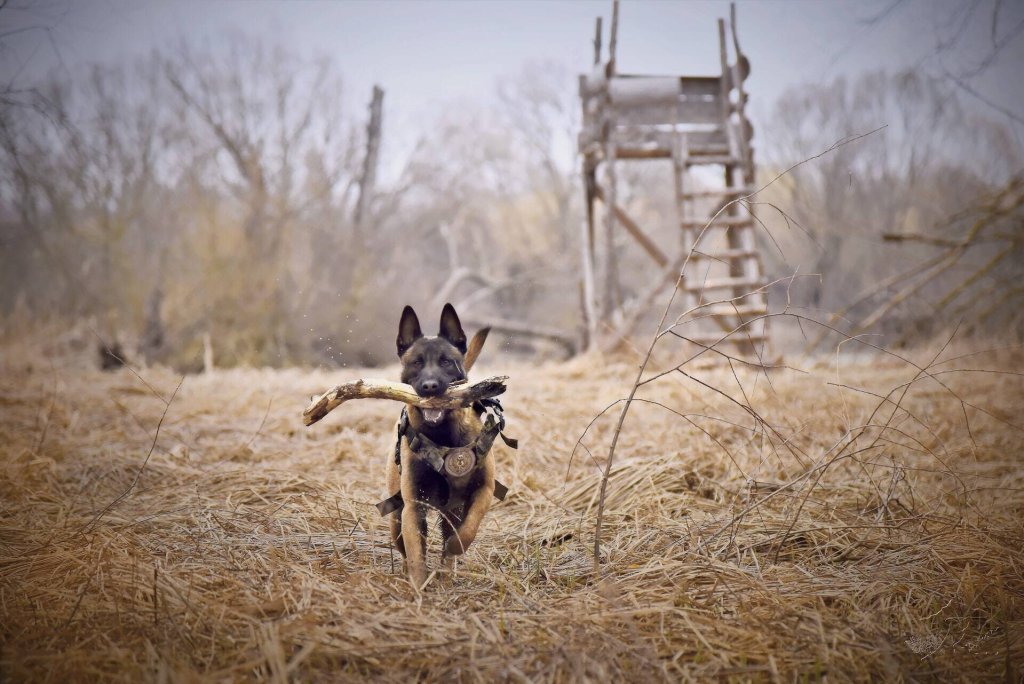 A Belgian Malinois fetching a stick in a field