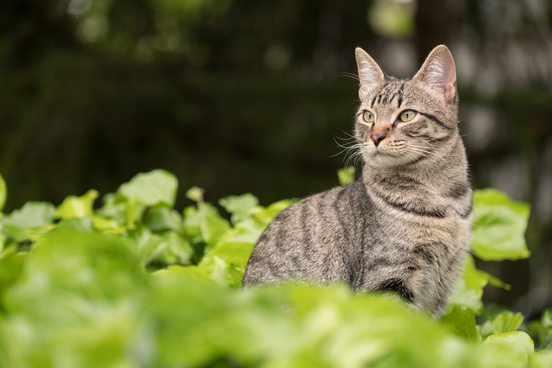 Gato observando el territorio en el jardín