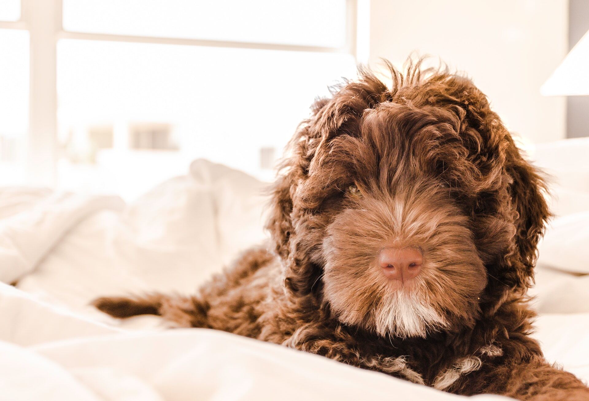 Brauner Hund liegt im Bett