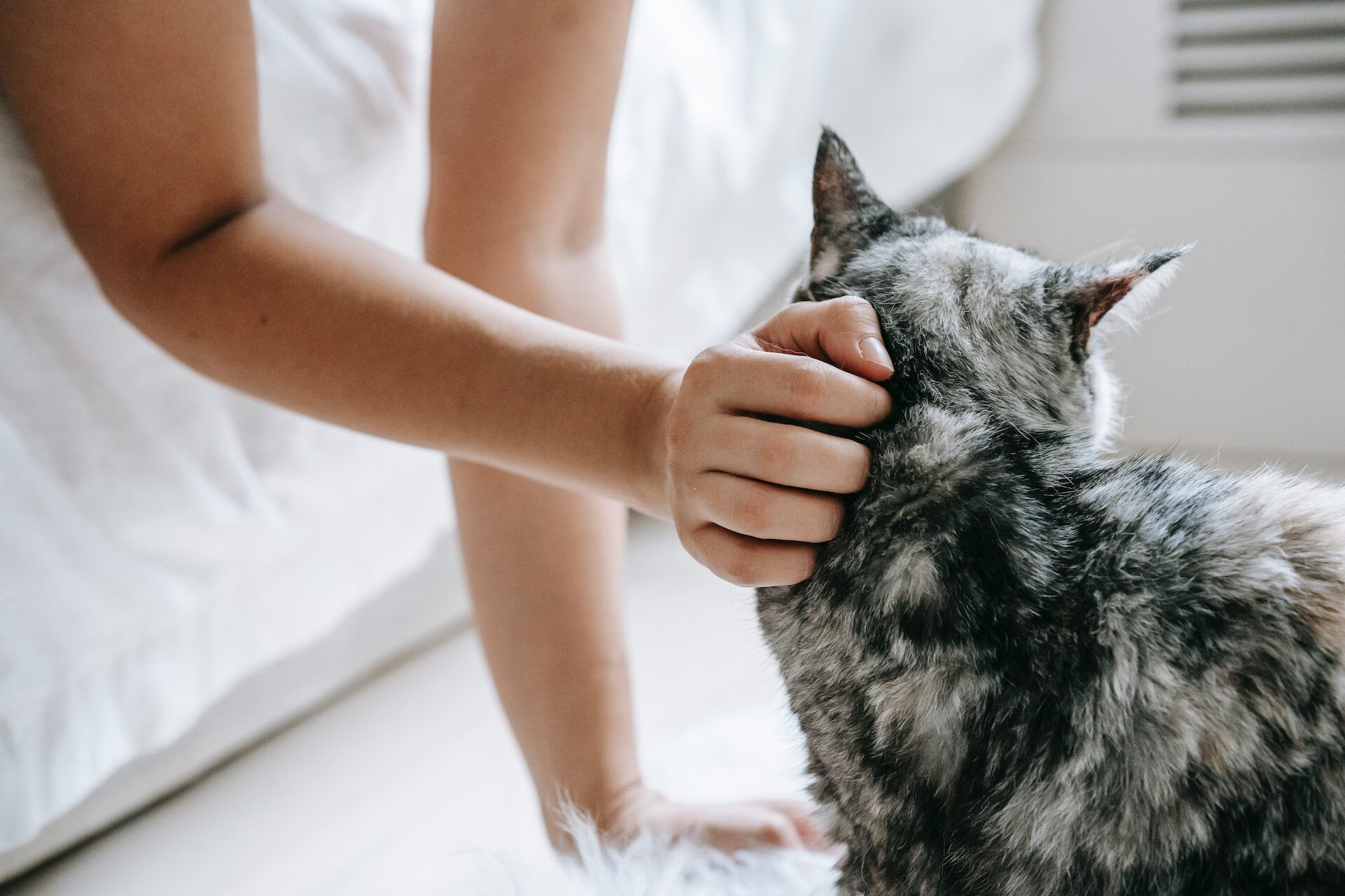 A woman patting her cat's head next to a bed