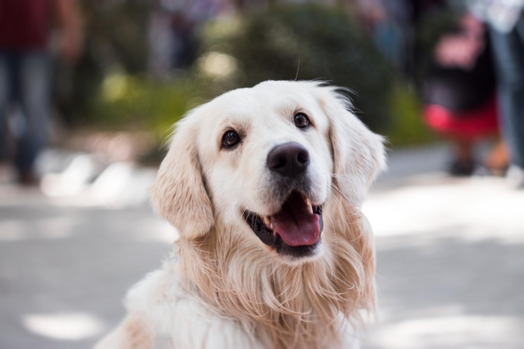 A golden retriever on a sunny street