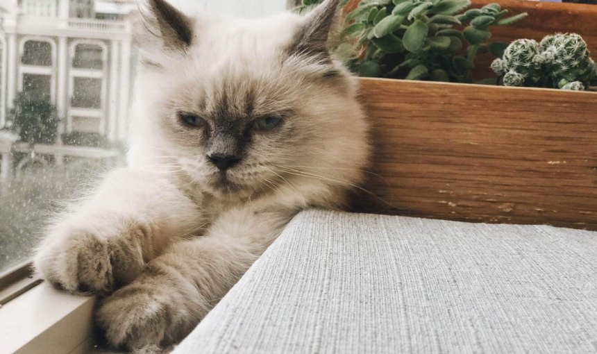 A cat sitting by a window