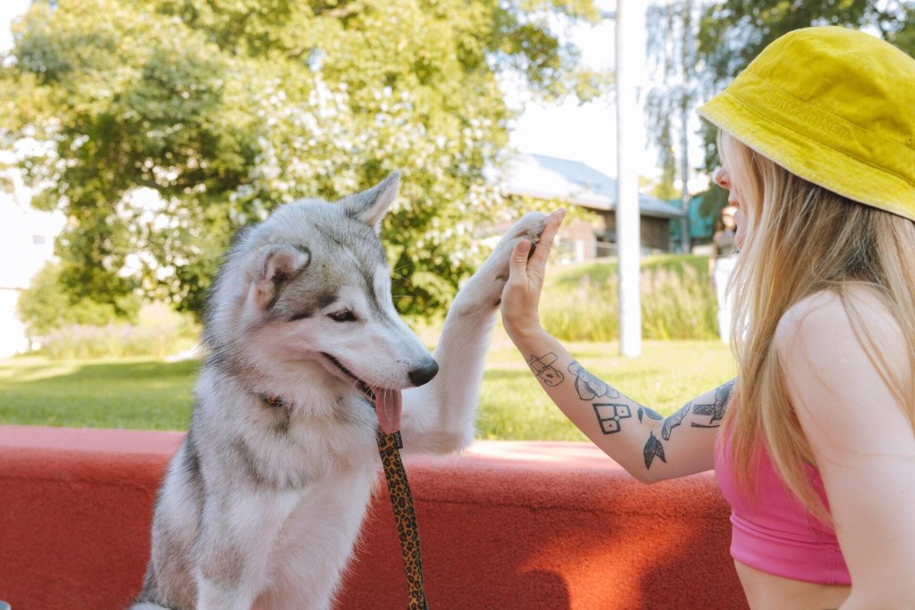 A therapy dog in training offering a high five to their trainer