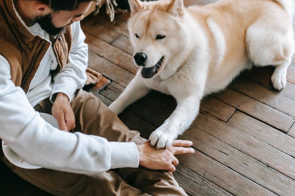 A man trains his dog to follow a basic Paw command