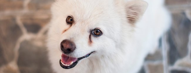 A white dog with eye discharge