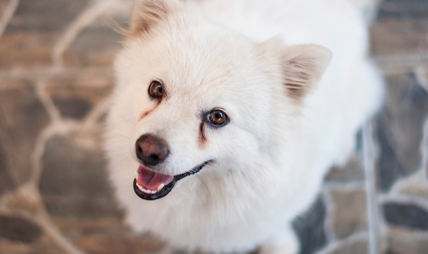 A white dog with eye discharge