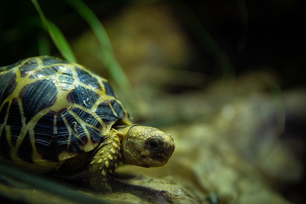 Schildkröte im Tiergarten