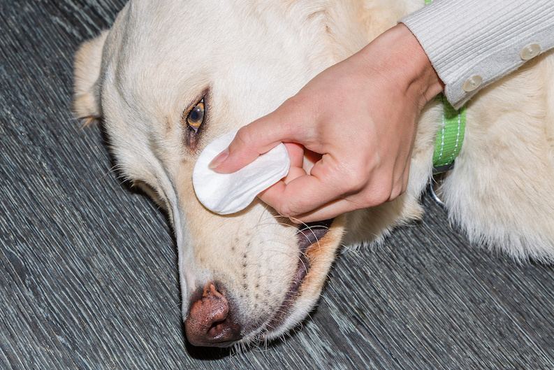 Frau wischt mit einem Wattepad um die Augen des Hundes