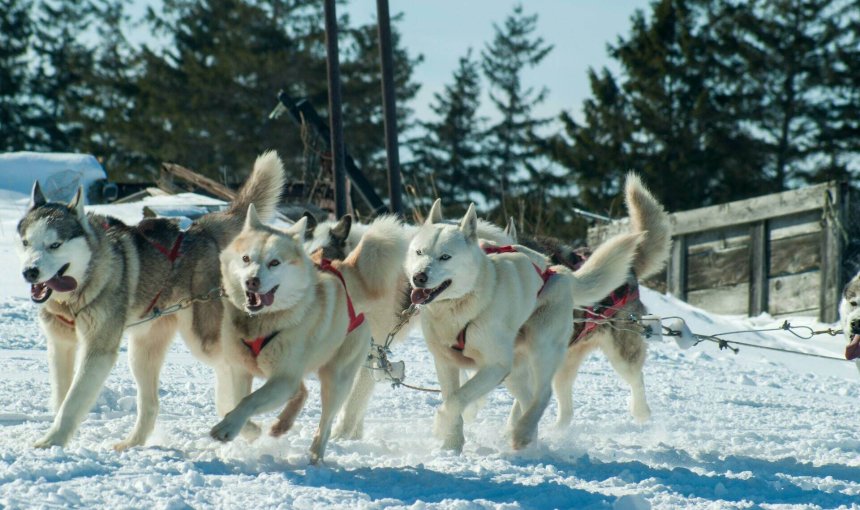 A pack of sled dogs pull a sled through a snowy field