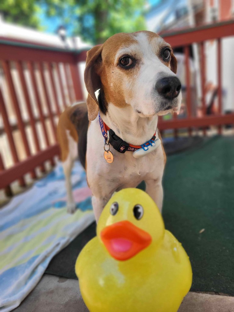 Ruby, the Beagle, whose Tractive GPS tracker saved her from a medical emergency