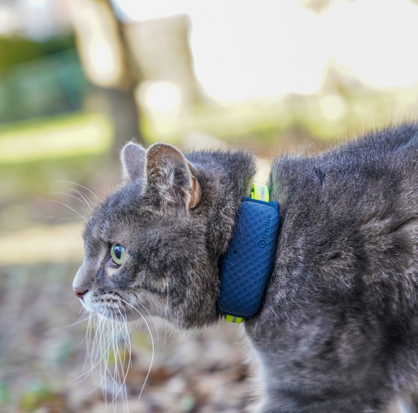 kot noszący lokalizator Tractive GPS