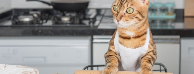 A cat with their paws on a rolling pin and dough