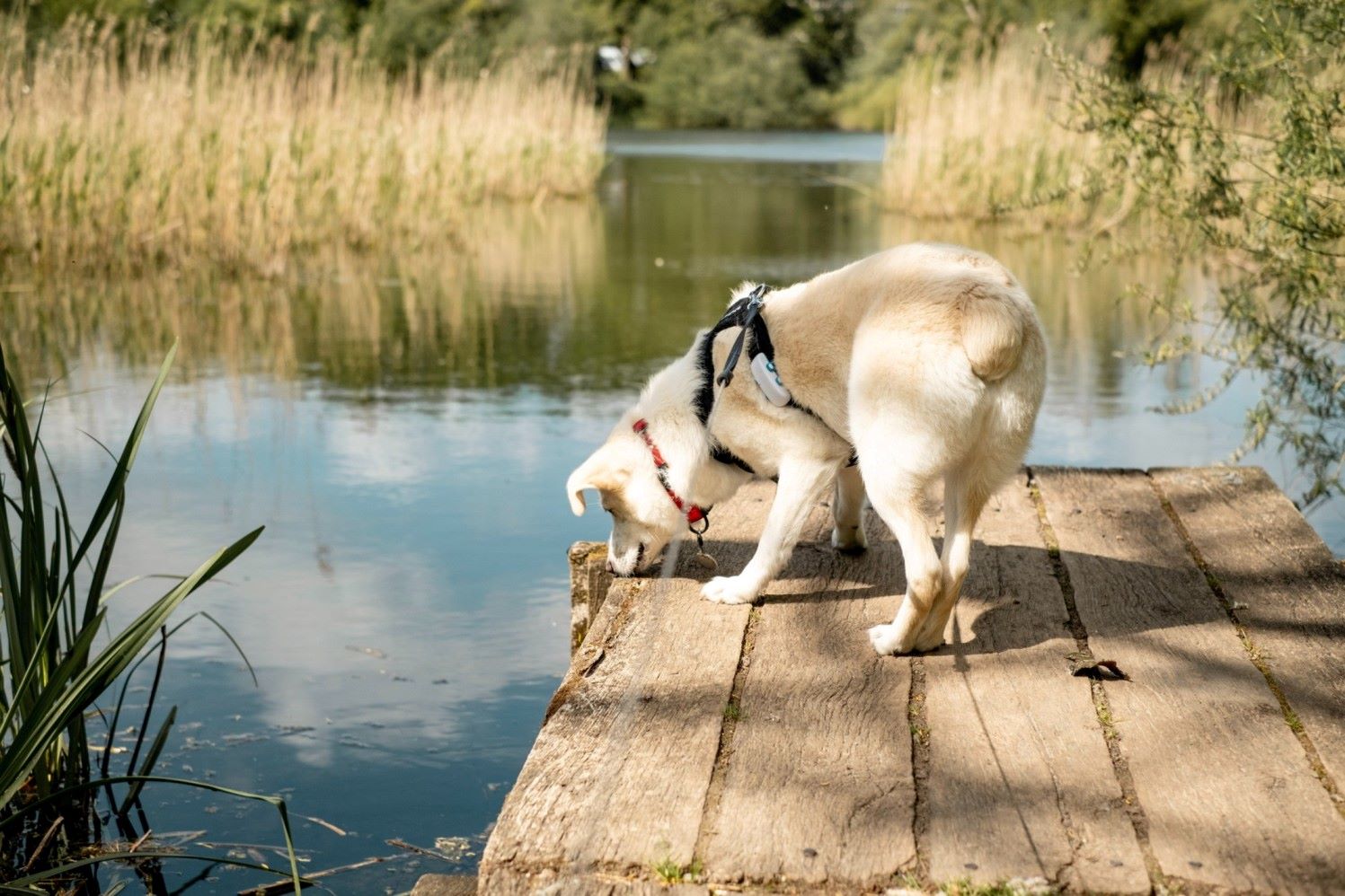 A dog wearing a Tractive GPS tracker sniffing the ground near a lake