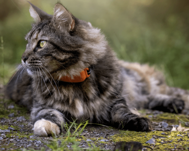 Kissa makoilee maassa Tractive GPS -paikannin kaulassa