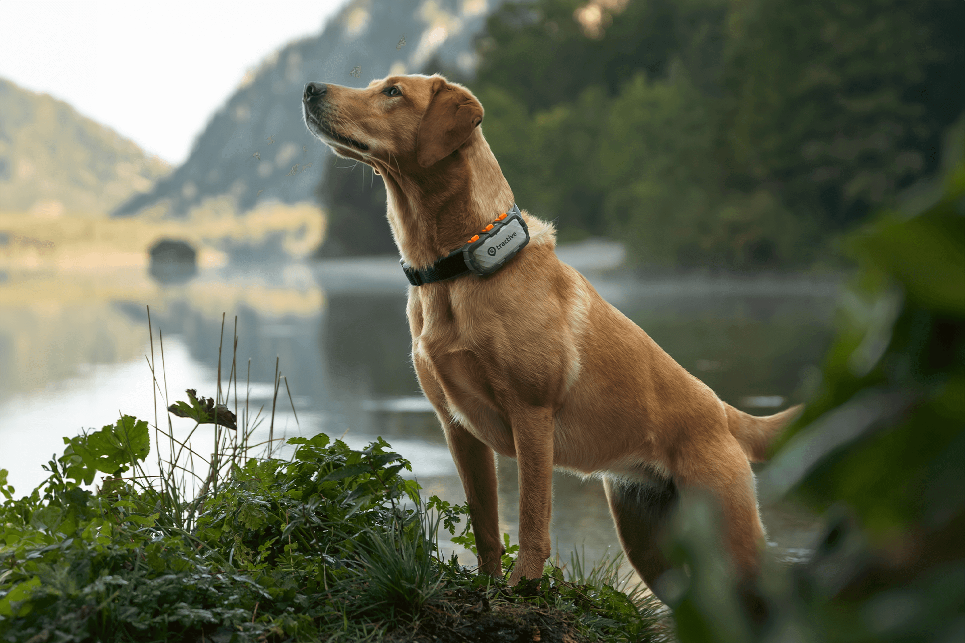 dog with Tractive DOG XL Adventure Edition on its collar in front of lake and mountains