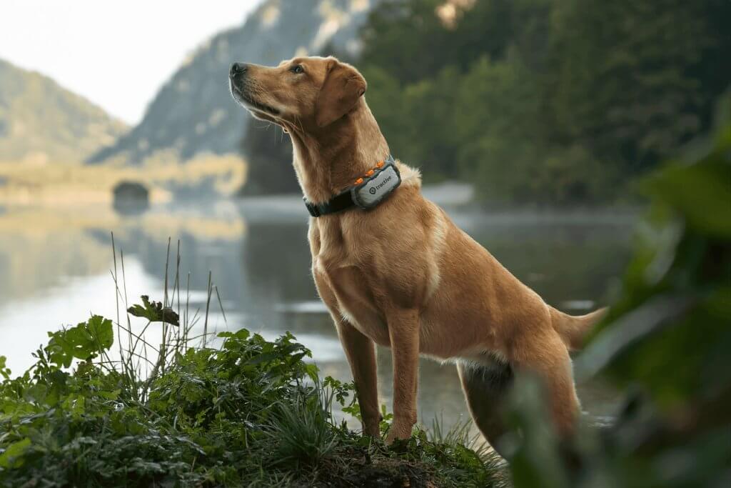 dog wearing tractive gps xl adventure dog tracker standing in front of a lake 