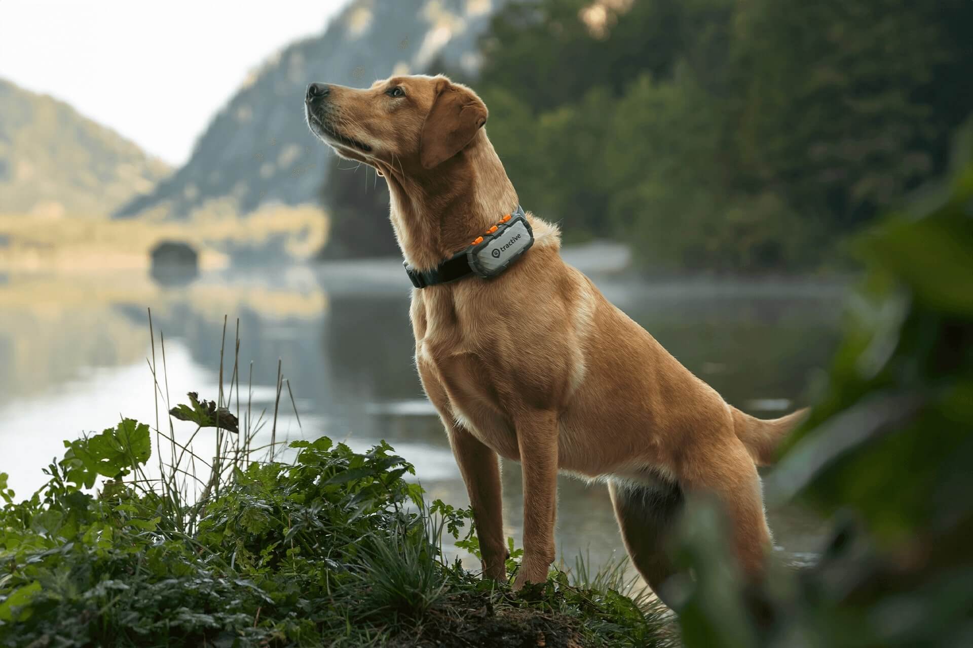 Hund mit dem Tractive XL Adventure GPS Tracker am Halsband steht vor einem See