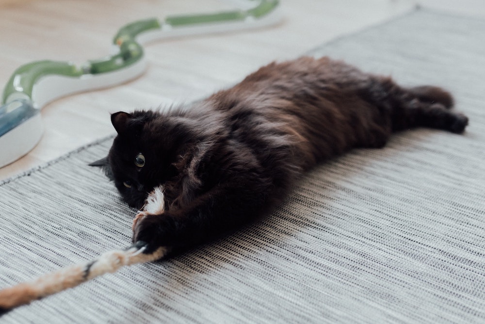 Schwarze Katze liegt am Boden und spielt