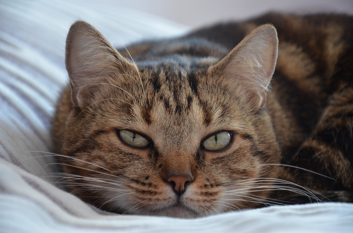 Nahaufnahme von getigerter Katze, der die Augen zufallen