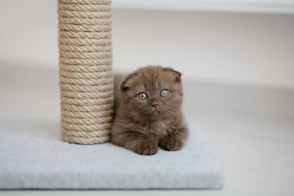 chaton brun étendu au pied d'un arbre à chat