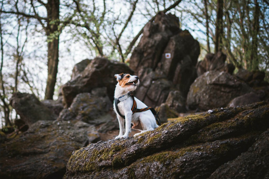 petit chien blanc portant un harnais assis sur un rocher en forêt