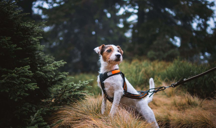 petit chien blanc portant un harnais tenu en laisse dans un marais