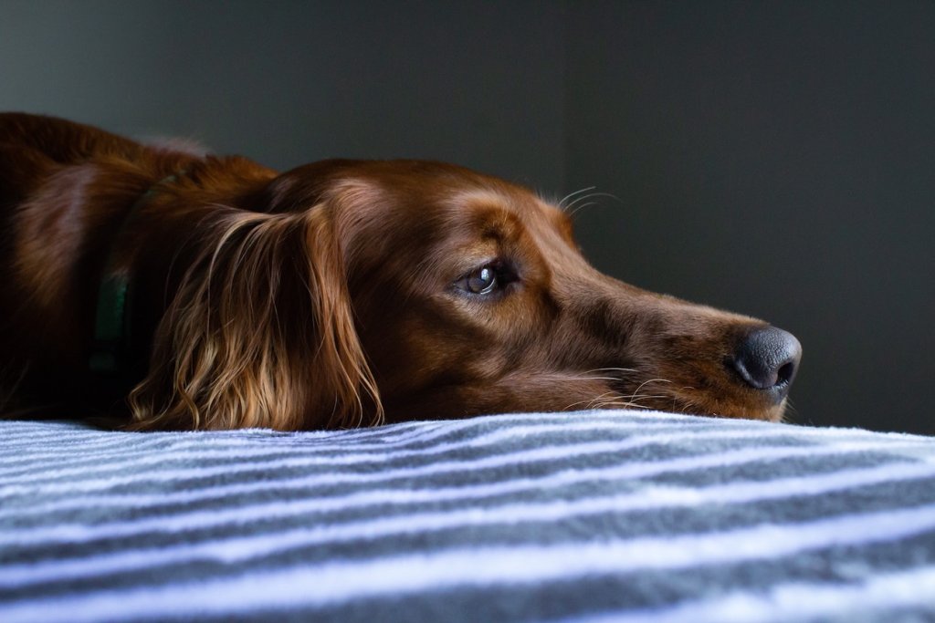 Kranker Hund liegt auf Decke