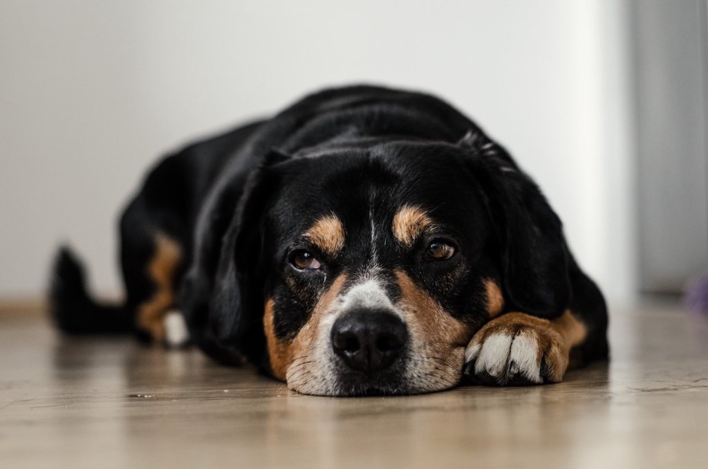 Schwarzer Hund mit braunen und weißen Fellfärbungen um Nase und Augen liegt am Boden mit traurigem Blick