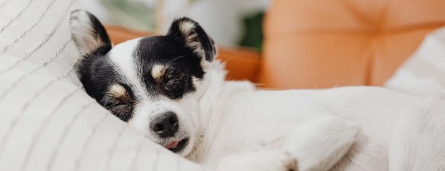 Mehrfarbiger Hund schläft in einem Bett