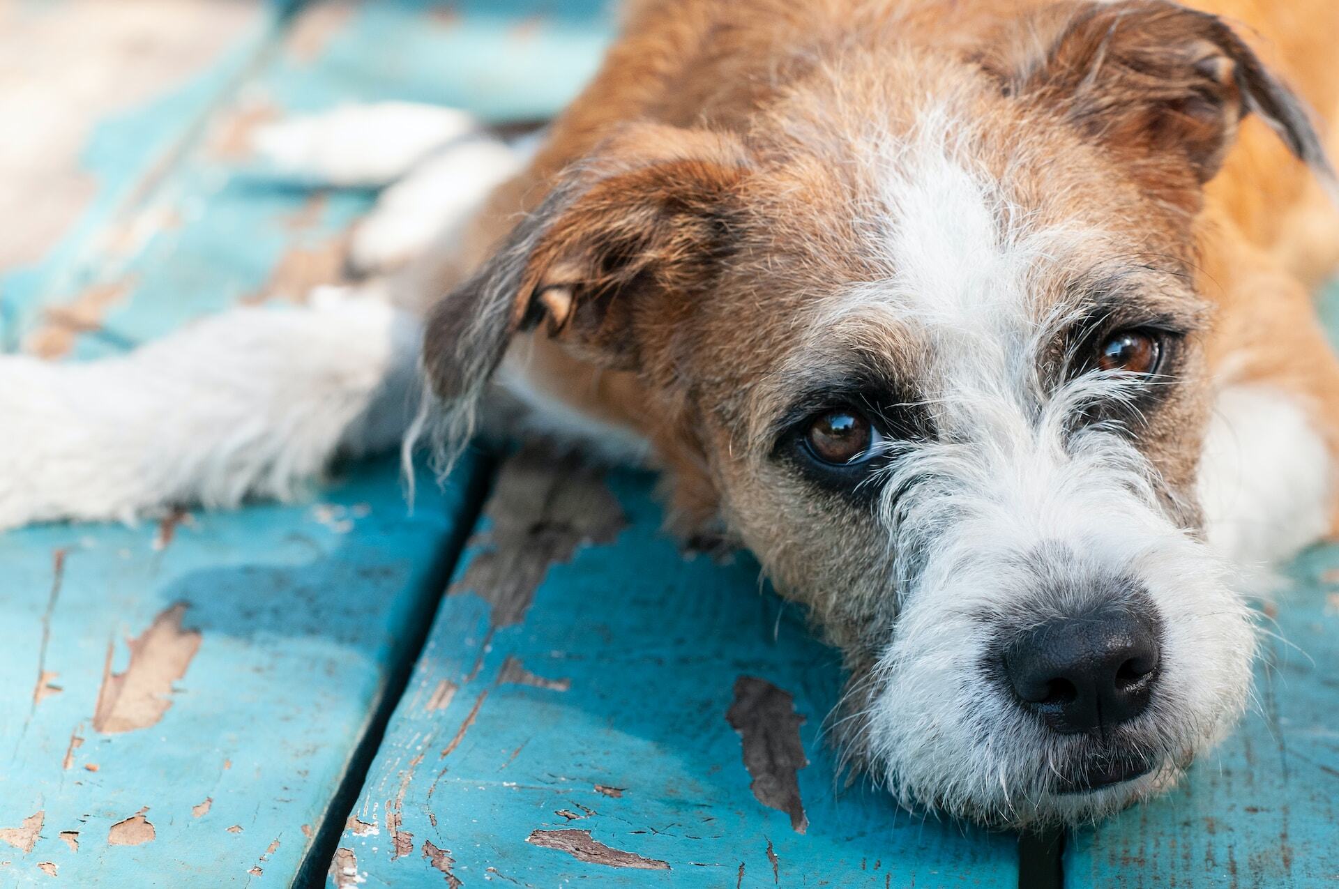 Hund liegt draußen auf der Terrasse