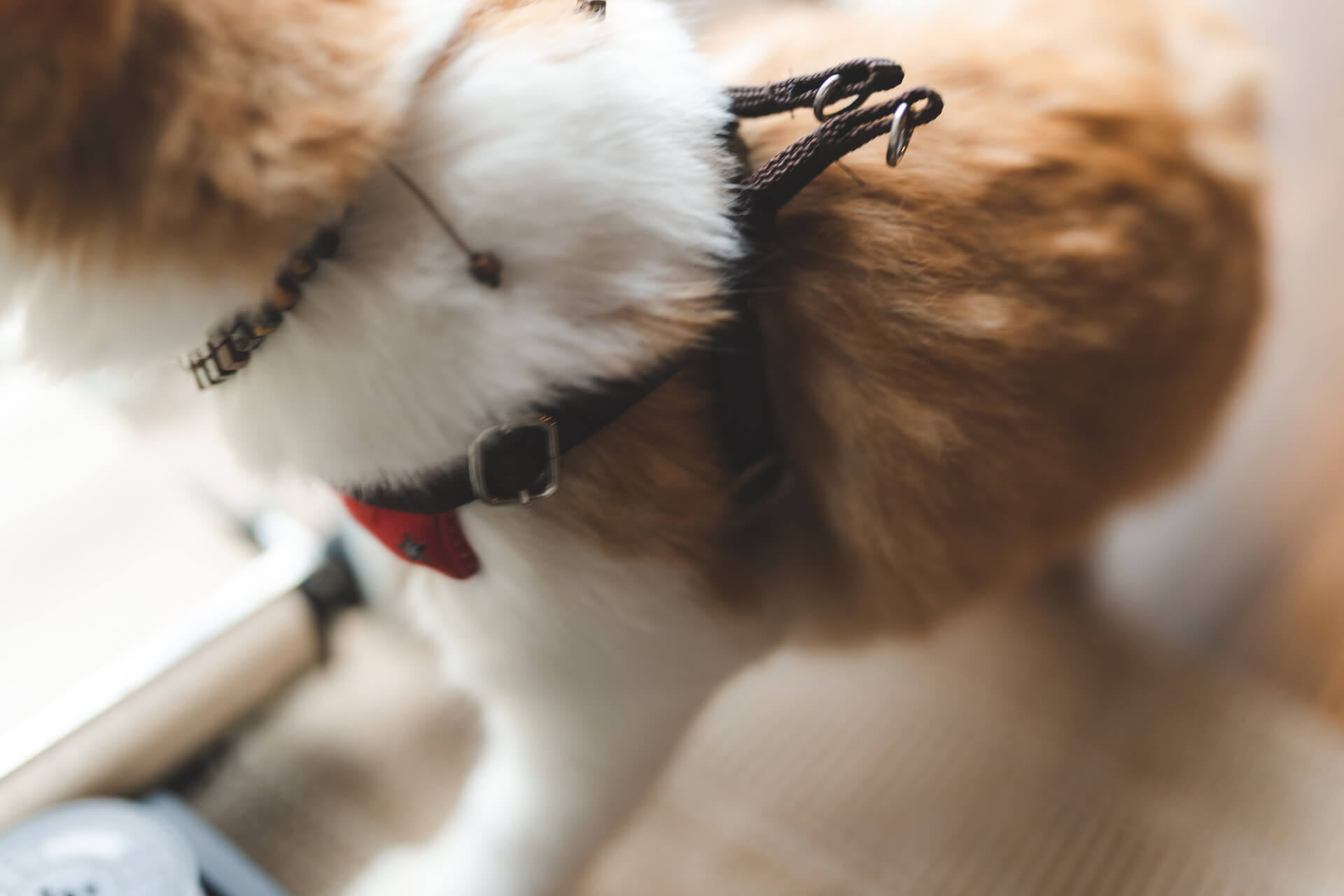 A dog wearing a leash and harness